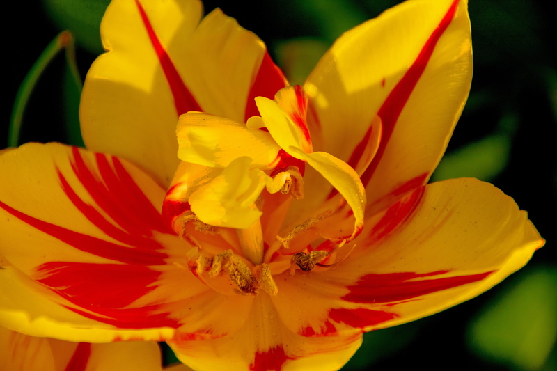 flower head, no people, flowering plant, farbe, flowra, pollen, beauty in nature, stamen, close-up, freshness, day, yellow, nature, 4K, outdoors, sun