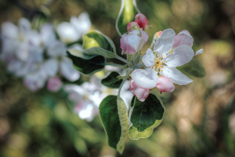 5K, blossoms, sprout, flower, plant, freshness, springtime, beauty in nature, nature, pink color, leaf, inflorescence, blossom, tree, cherry blossom, close-up
