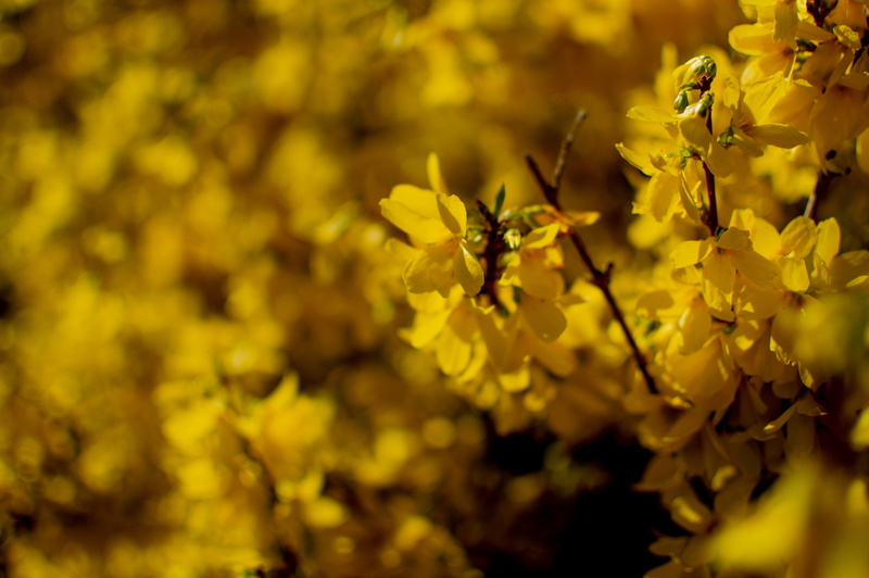 apidae, flowering plant, vulnerability, deutschland, blossom, animal, flower head, selective focus, yellow, bee, blume, 5K, day, summer, flower, nature