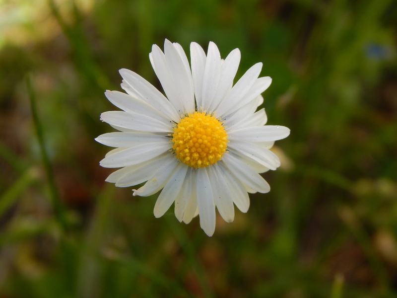 outdoors, pollen, gänseblümchen, 4K, beauty in nature, inflorescence, fragility, white color, spring, petal, daisy, freshness, close-up, focus on foreground