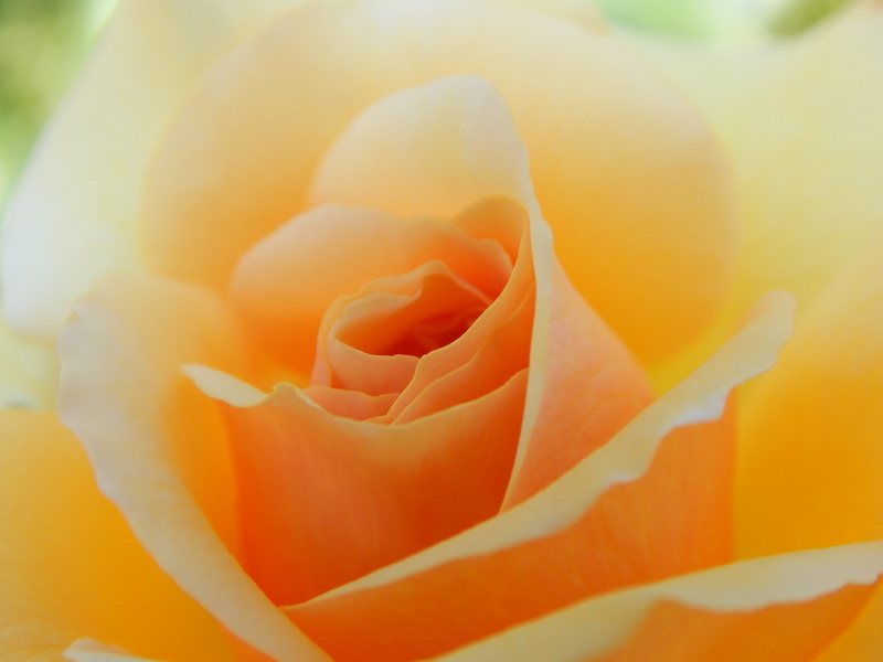 no people, softness, rose, soft focus, full frame, plant, petal, nature, flower head, flowering plant, vulnerability, yellow, day, blume, fragility, rose - flower
