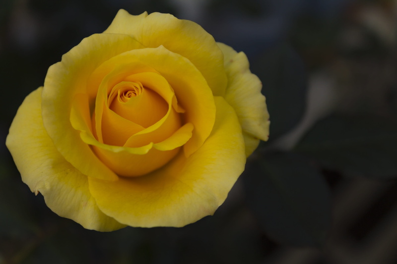 nature, petal, plant, innocence, flower, 4K, inflorescence, flowering plant, thorns, focus on foreground, flower head, blume, yellow, close-up, bud, blossom