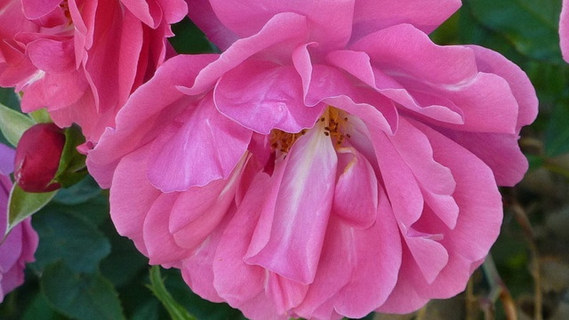 1080P, freshness, close-up, pollen, petal, focus on foreground, Garten, Garden, rose, botany, summer, vulnerability, Rosen, Pink, beauty in nature, macro