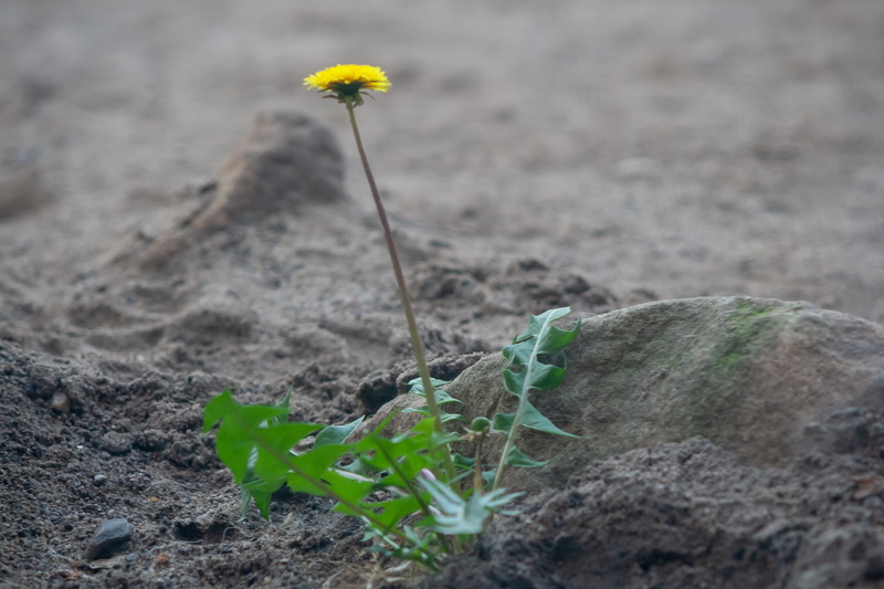 sand, selective focus, fragility, plant stem, land, small, nature, blume, beauty in nature, yellow, day, freshness, flower, outdoors, plant part, vulnerability