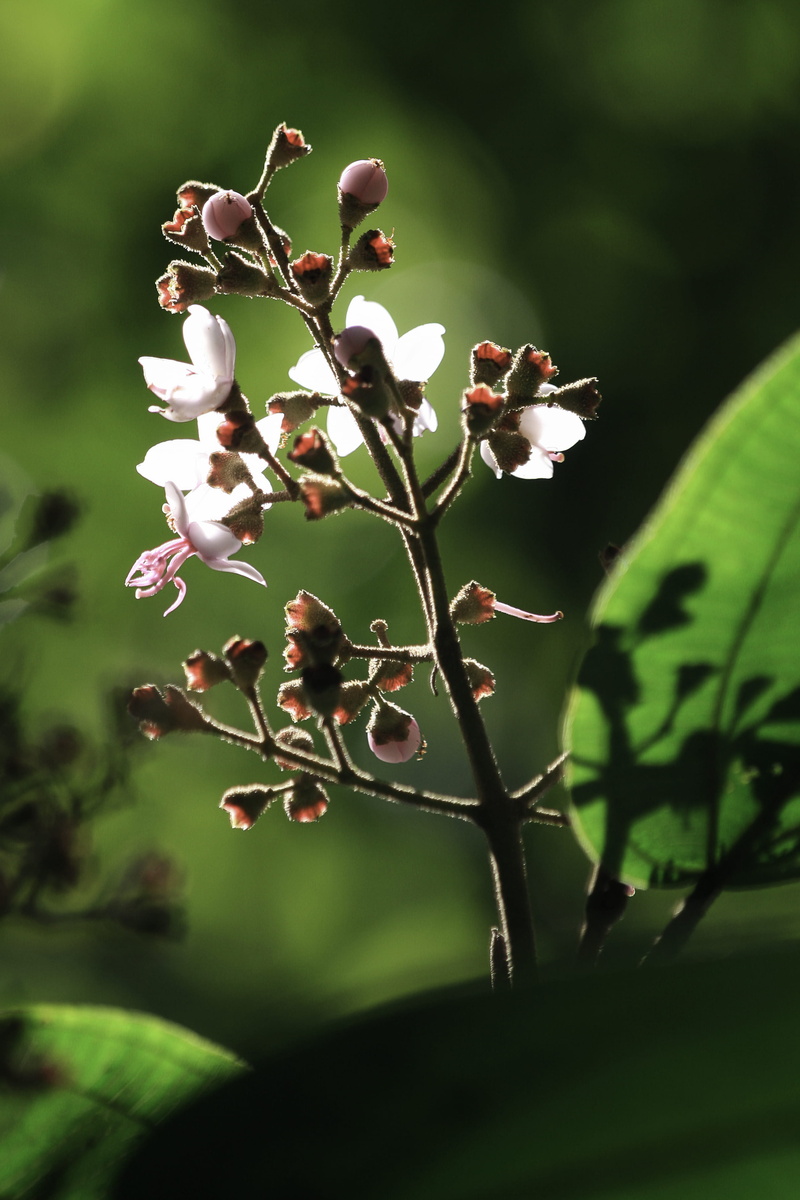blume, sprout, bud, pollen, nationalpark yanachaga chemillén, pflanze, fragility, nature, 4K, invertebrate, plant part, growth, apidae, acanthaceae, insect