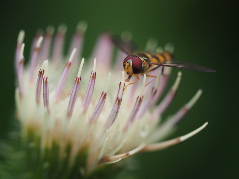 distel, close-up, hoverfly, nature, touch, insect, flower, makro, selective, bee, dof, focused, blume, macro, animal, plant, 4K, fly, closeup