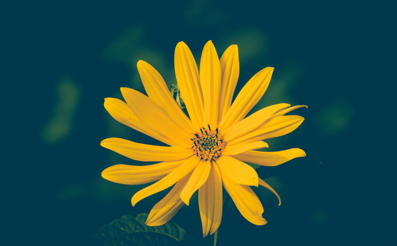 fragility, hd, outdoors, blume, Green, pollen, beauty in nature, Flowers, petaled, Yellow, freshness, close-up, plant, flowering plant, growth, inflorescence
