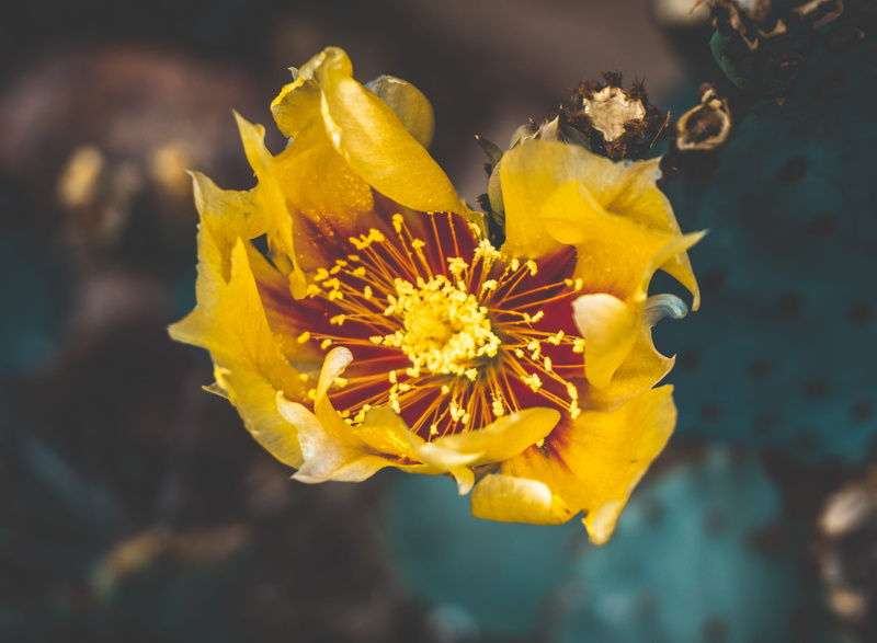 flowering plant, outdoors, blume, day, blossom, blüte, animal, flower, gelb, cactus, apidae, petal, bee, kaktus, beauty in nature, growth, hornet, plant