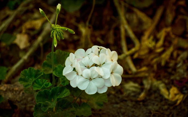 flowers, flower, petal, outdoors, white color, flores, vulnerability, no people, growth, 5K, day, close-up, naturephotography, plant part, flower head