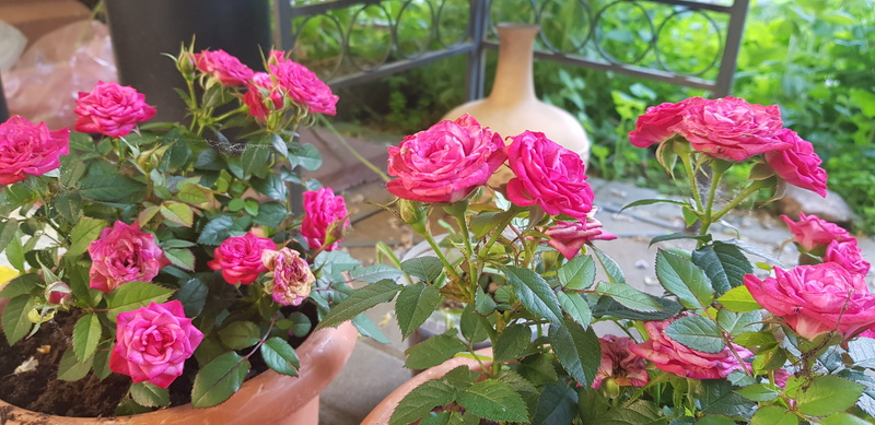 vulnerability, human hand, plant, flowering plant, close-up, rose, beauty in nature, leaf, day, plant part, blume, freshness, inflorescence, flower, gardening