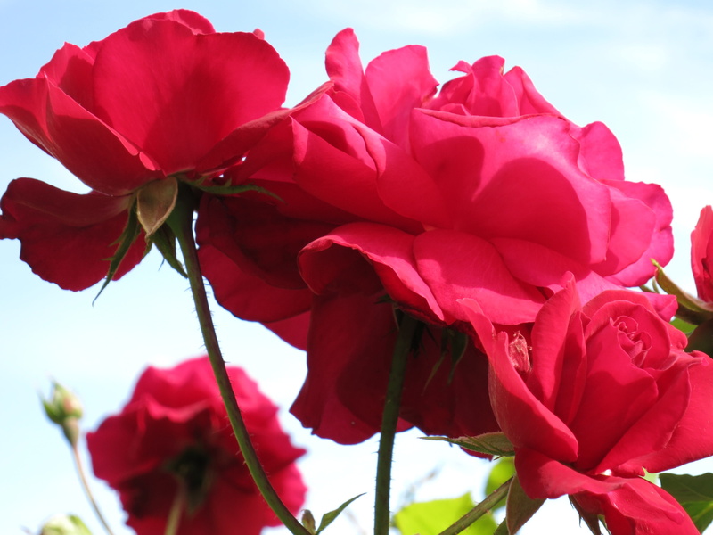 beauty in nature, freshness, 4K, inflorescence, focus on foreground, nature, sepal, no people, flowering plant, vulnerability, flower head, day, rose - flower