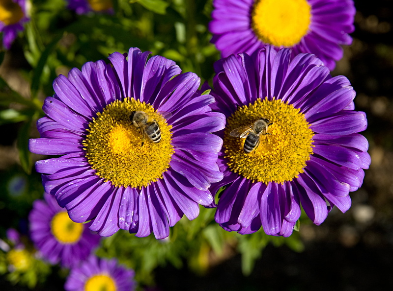 close-up, nature, Bayern, plant, purple, 2K, flower, München, Aster, Blumen, garden, yellow, petal, bees, Bienen, Garten, Bio, Munich, Schmetterling, flowers