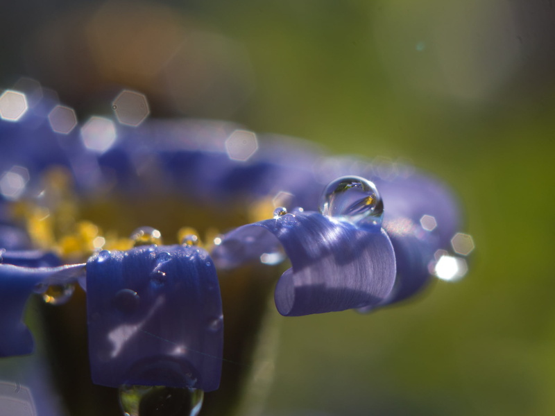 drop, Blume, purple, F2.4, macro, Makro, water, flower, photography, 1080P, Spring, Frühling, close-up, close, 35mm, blue, nature, close up photography