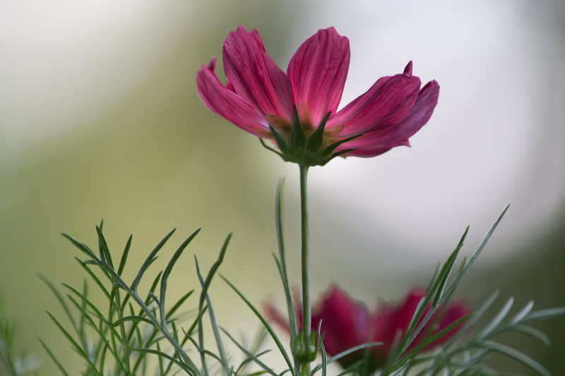 photography, meadow, nature, Natur, springtime, plant, Blume, Projekt, red, f/2, Nordrhein-Westfalen, summer, outdoors, close-up, petaled, 5K, flower