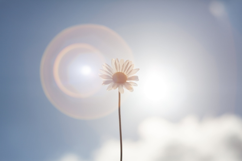 daytime, canon 5d, helios 44, daisy, full frame, sky, colours, uk, little flower, summer  sunshine, flower garden, southend, camera, essex, photo, white