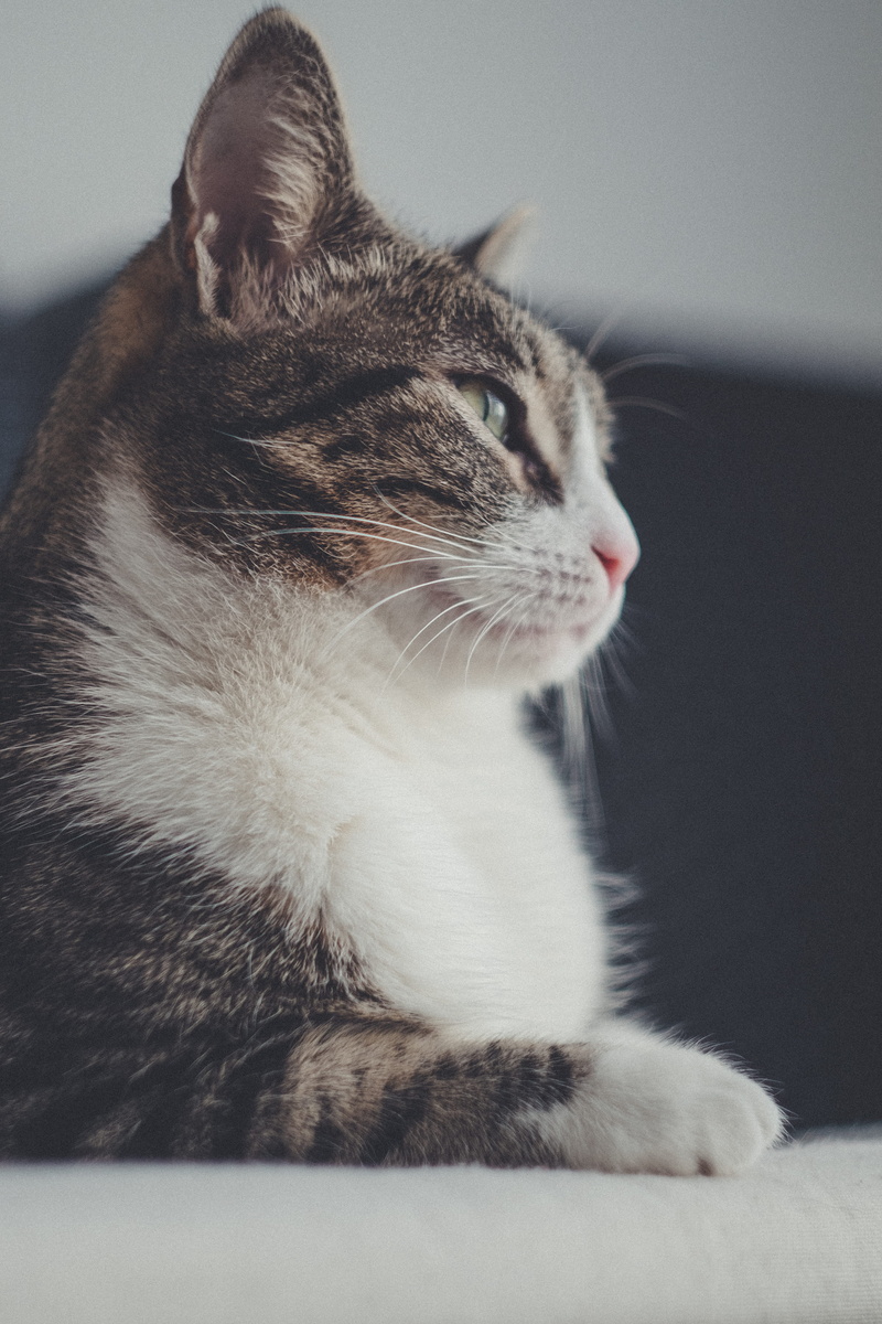 face, fujifilm xt1, animal themes, whiskers, looking, indoors, relaxation, animal head, photo, portrait, looking away, paw, domestic animals, sat, feline