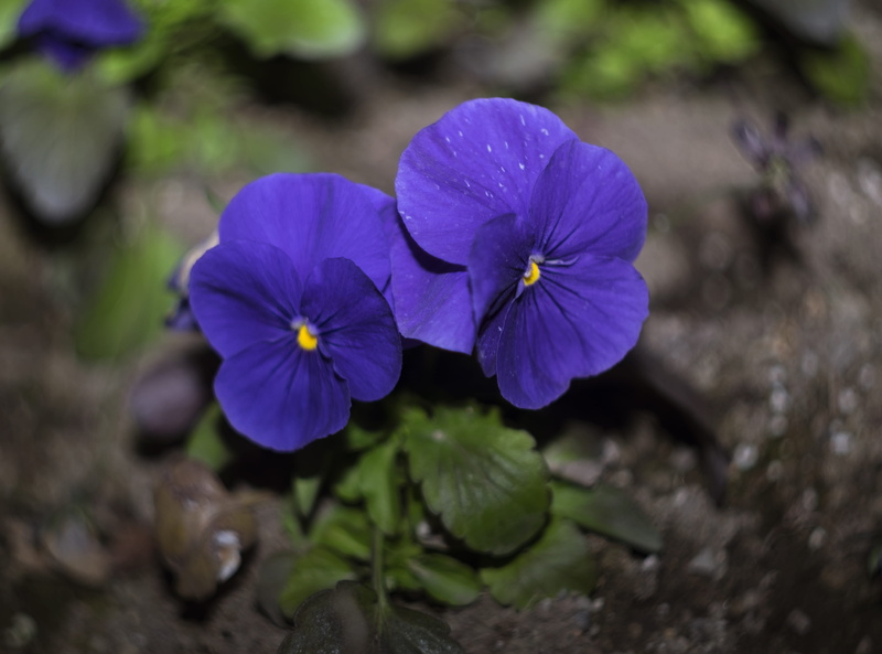 selective focus, petal, inflorescence, blue, purple pansy, plant part, purple, beauty in nature, fragility, flowering plant, flowers, outdoors, growth