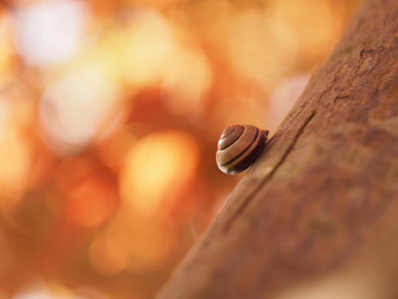 brown, 4K, photo, maple tree, snail, nap, close up, Helios 44, close, light, caracol, wood - Material, tree  branch, bokeh, close-up, nature, depth of