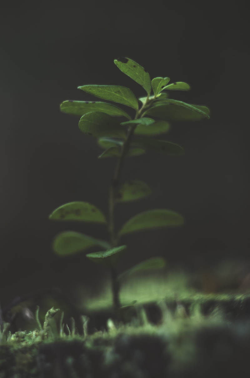 grow, trunk, nature, growth, focus on foreground, 4K, green color, plant part, helios, greenworld, sensibility, beauty in nature, close-up, selective focus