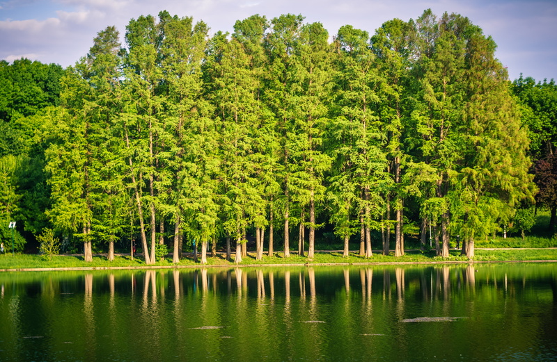 blue, green, helios  44, body, white, water, tall, Trees, front, 4K, clouds, blue sky, sky, body of water, white clouds