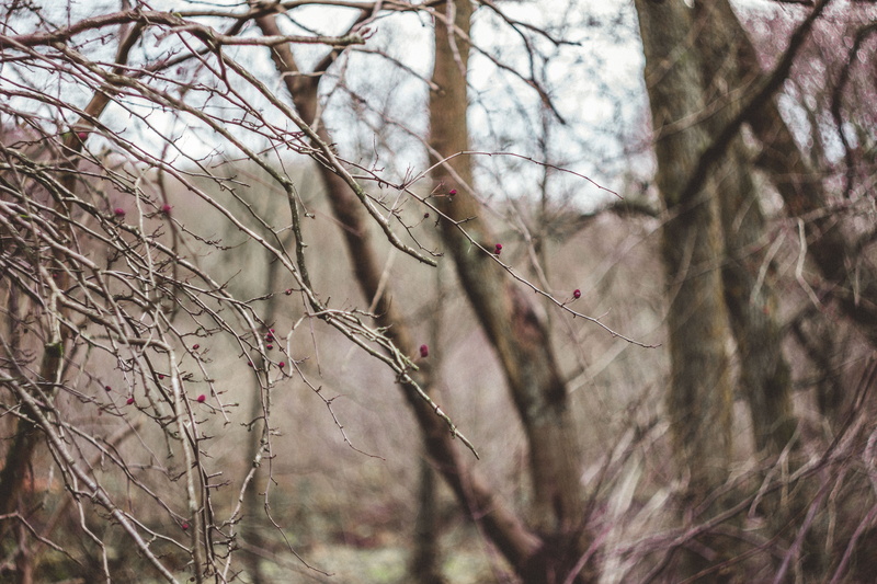 fragility, united kingdom, day, focus on foreground, growth, winter, autumn, helios 44-2, flower, outdoors, vintage lens, dry, 5K, tree, bare tree, branch