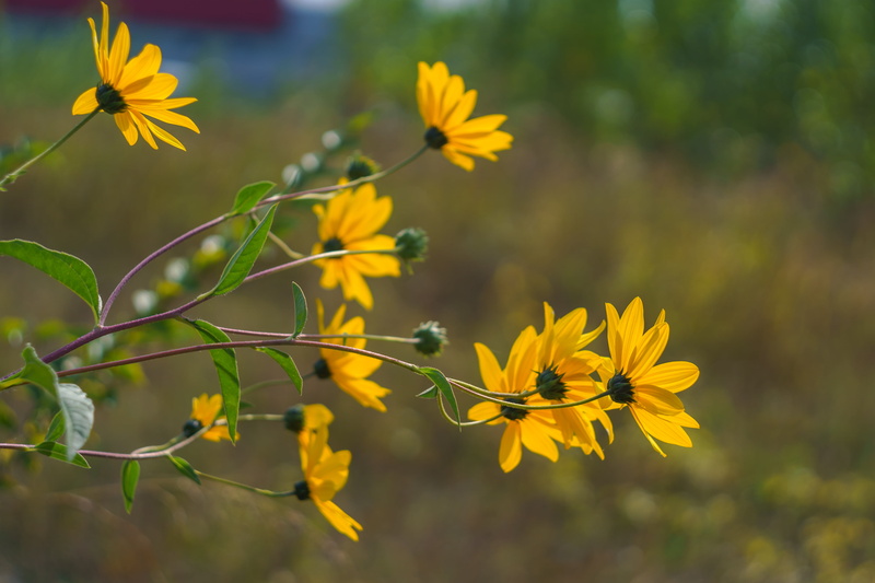 4K, photography, yellow, close, petaled, outdoors, m42, summer, flowers, close up photography, bokeh, flower, f2, plant, Helios 44, Helios  44, nature
