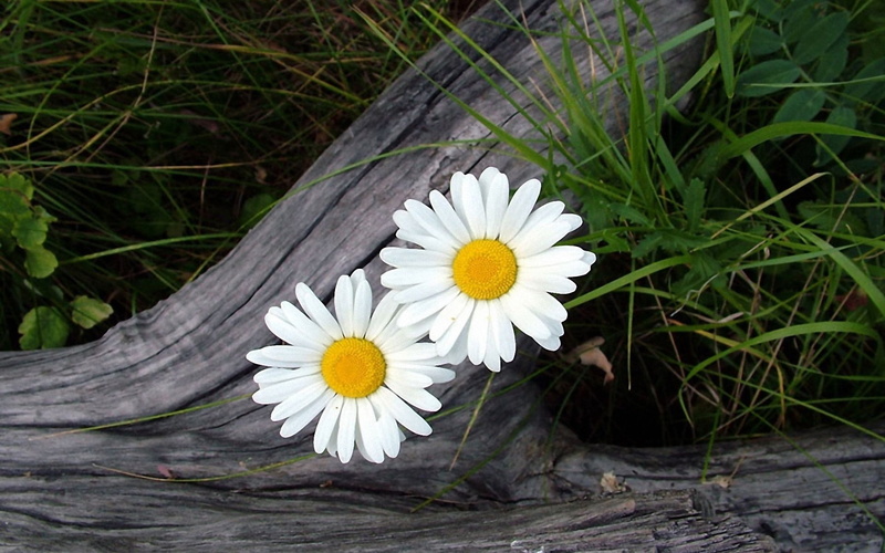 1080P, flowers, Daisy, White, yellow, Two