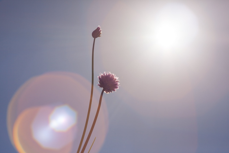 flores, 44  russian, blue sky, lens, summer, flower, sunlight, light, blue, single Flower, sky, sea, nature, prime, beer garden, photo, west cliff, flowers