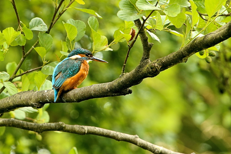 branch, animal, blue, bird, wildlife, yellow, Kingfisher, RSPB, Fowlmere, blue and yellow, yellow bird, tree branch, 2K, nature, outdoors, tree, beak
