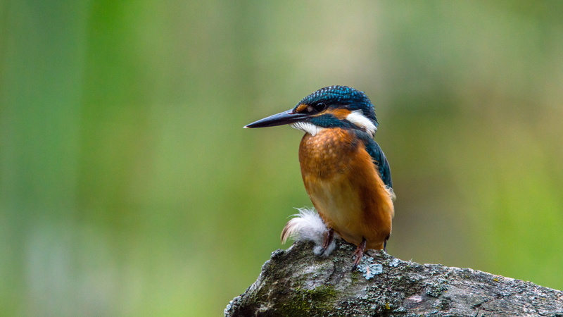 watch, branch, brown, animals in the wild, perched, alcedo atthis, animal themes, day, looking, wait, sitting, wild, outdoors, perching, 4K, full length