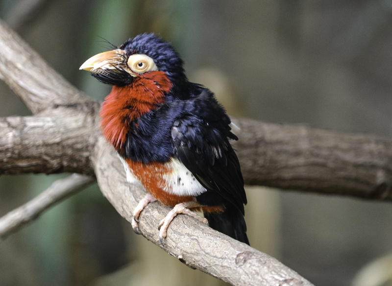 nature, gray, parrot, bird, black and brown, brown bird, feather, wildlife, perching, 4K, animal, bearded  barbet, barbet, Bearded Barbet, black, beak