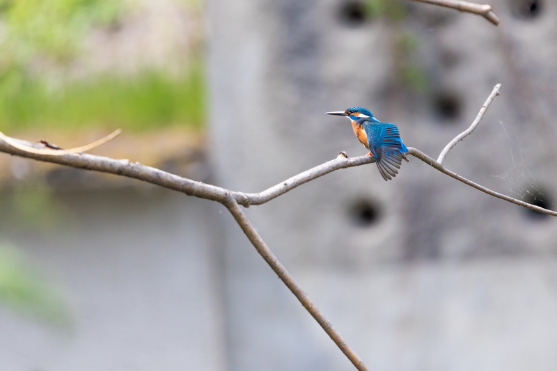 feather, park, parrot, green, background, color, beautiful kingfisher, switzerland, beautiful, plant, outdoors, focus on foreground, focus, animal, environment