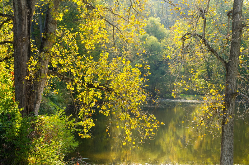 green, scenics - nature, tree, lake, trees, leaves, day, water, sunlight, beauty in nature, nature, land, river, tranquil scene, tree trunk, blue, travel