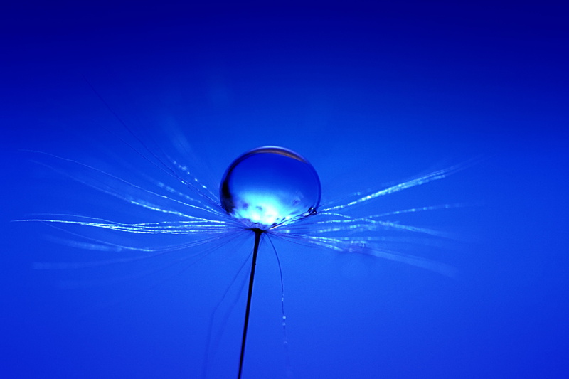 dew, Planet.  water, blue, closeup, PLANET  WATER, BLUE  DANDELION, SEED, photo, SCOTLAND, WATER  DROP, WEED, 4K, BLUE PLANET, water, HSS, MACRO