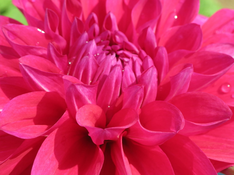 Colourful, petaled, petal, pink Color, close-up, Dahlia, flower Head, pink, shot, 1080P, plant, macro, macro shot, Petals, Flower, nature, beauty In Nature