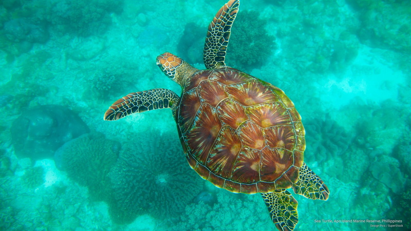 island, 2K, Ocean Life, marine, phillippines, sea, apo, turtle, reserve