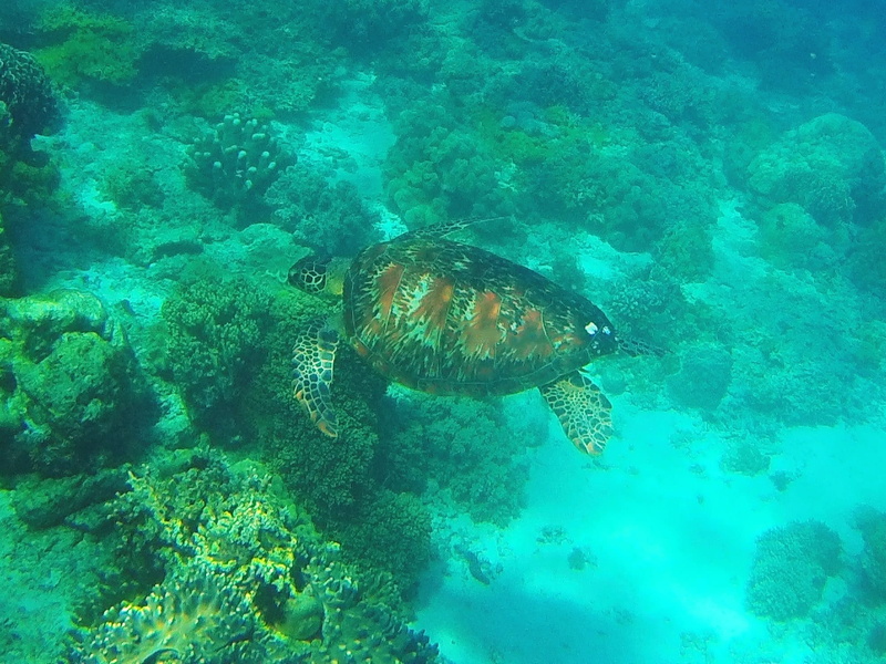 water, beauty in nature, underwater, nature, diving, Negros, vertebrate, reptile, reef, swimming, animal themes, philippines, dumaguete, marine, Dauin