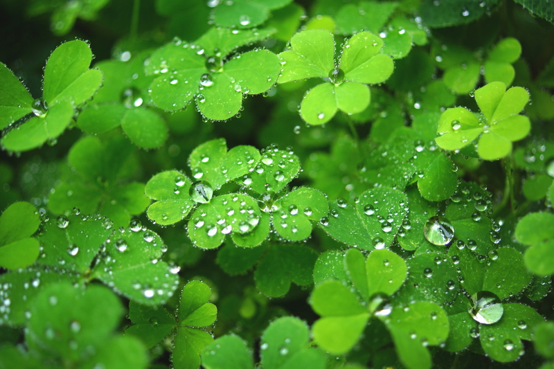 plant, leaf, dew, summer, raindrop, freshness, drop, macro, green plant, rain, green, environment, wet, shallow, water, light, springtime, photography