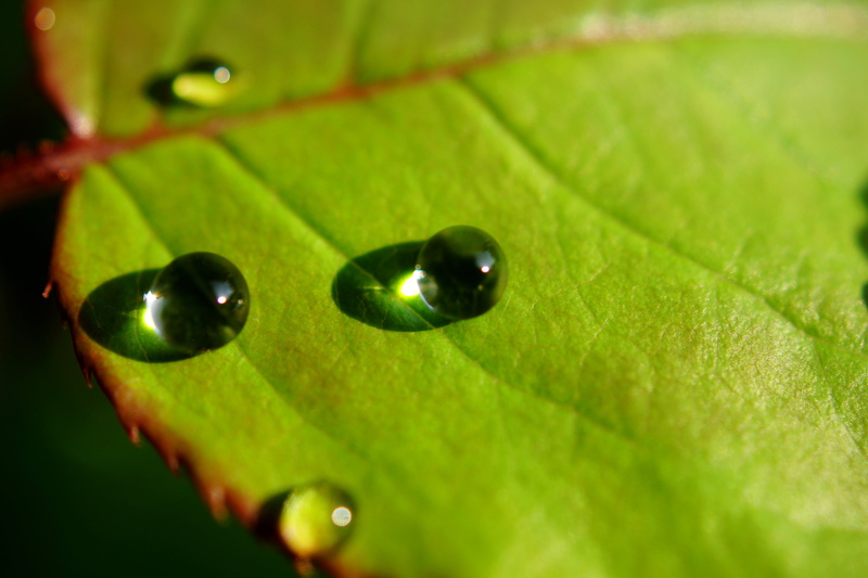 droplets, leaf, green, plant, 5K, timelapse, macro, wet, freshness, RainDrop, green Color, water, timelapse photography, dew, close-up, Eyes on me, nature