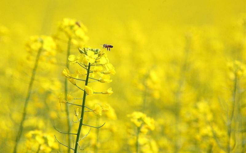 anne, dear, 3d and abstract, 1080P, friend, yellow, busy, fiels