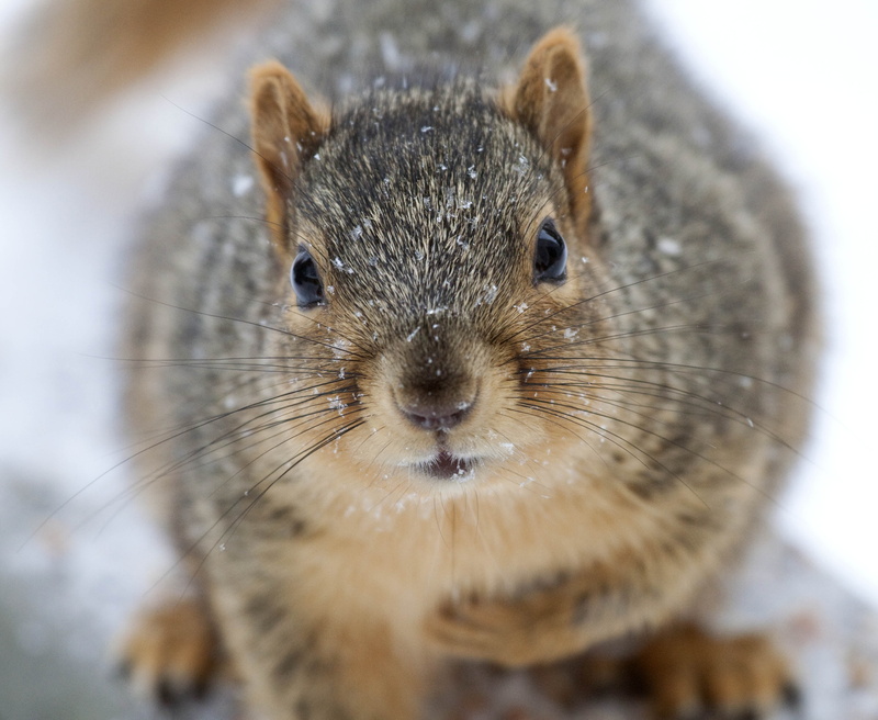 Happy Monday, brown, rodent, gray squirrel, cute, mammal, 2K, gray, close-up, nature, squirrel, animal, photograph