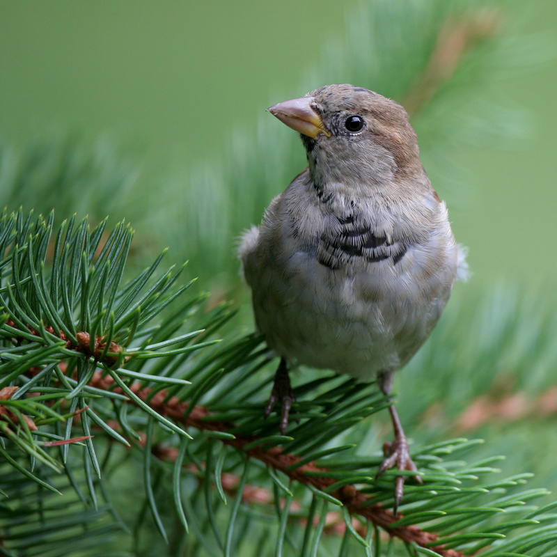 bird, animal, beauty, beak, branch, outdoors, tree  sparrow, close-up, sparrow, pine tree, pine, nature, brown, gray, wildlife, 1080P, tree