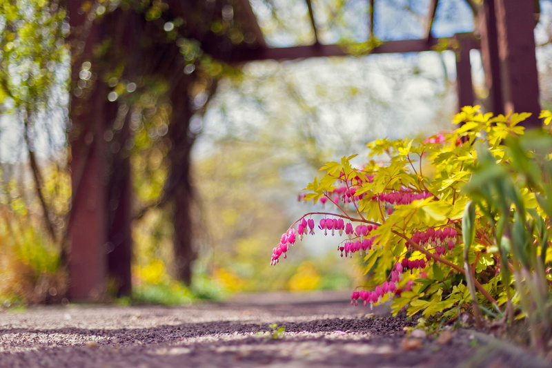 plant part, floral, yellow, street, flowering plant, bokeh, flower head, no people, growth, outdoors, vulnerability, depth of field, nature, beauty in nature