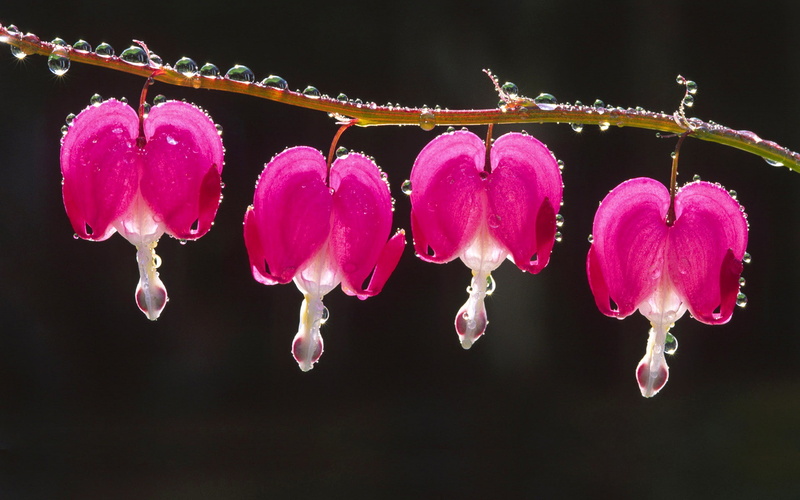 1080P, nature, macro, dew, Bleeding Hearts, flowers