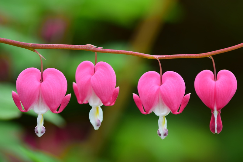 botany, focus on foreground, bleeding heart, outdoors, flowering plant, morning, fragility, close-up, pink color, flower, vulnerability, nature, beauty in nature