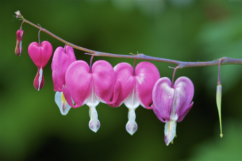 4K, bleeding hearts, 4K, flowers