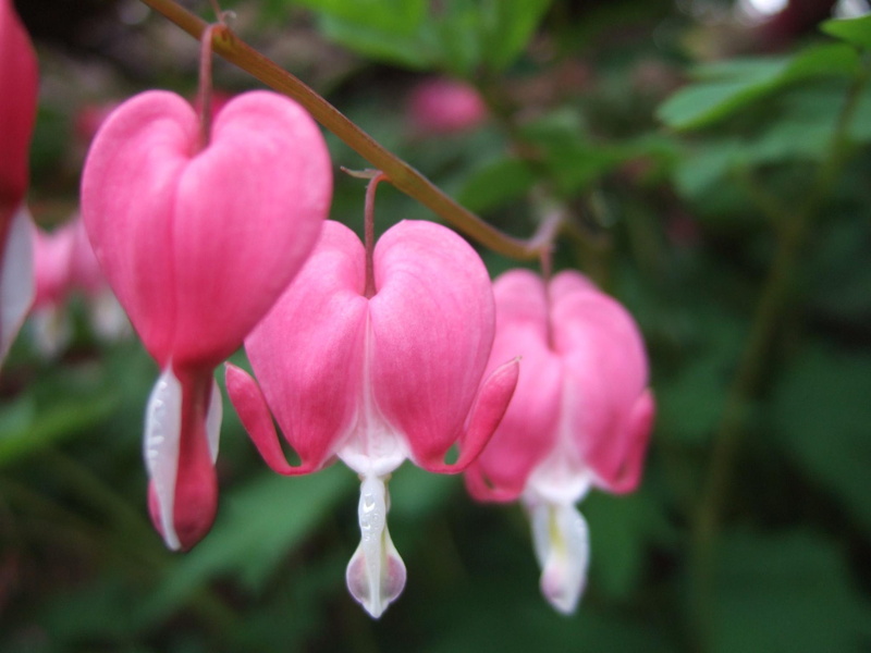 fleur, bleeding, 1080P, bleeding heart, heart, flower, 3d and abstract