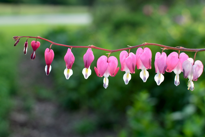 closeup photography, watery heart, bleeding, spring, macro, red, nature, pink Color, season, inflorescence, purple, no people, photography, marie heart