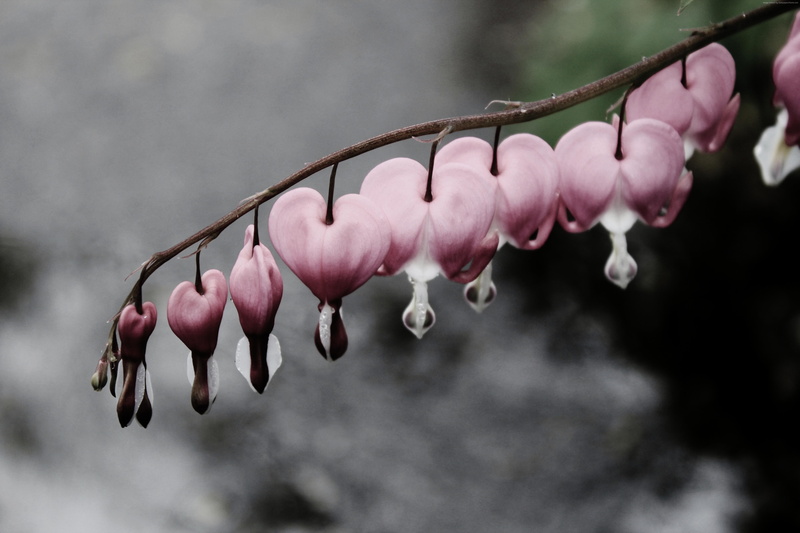 snow, 5K, 4k, flowers, water, 5k, bleeding hearts