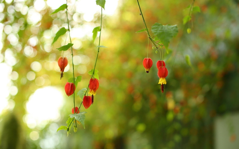flower, forest, bleeding, Nature, hearts, flowers, background, beautiful, 1080P
